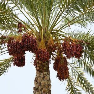 Medjool Date Palm Tree Seeds BN5 Organic Premium Quality Palm - Etsy | Palm tree care, Dates ...