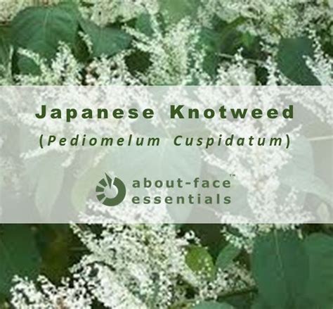 Japanese Knotweed Supplement — Health Benefits, Dosage, Side Effects | Japanese, Health ...