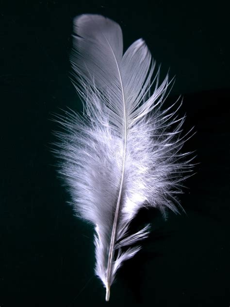 File:A single white feather closeup.jpg