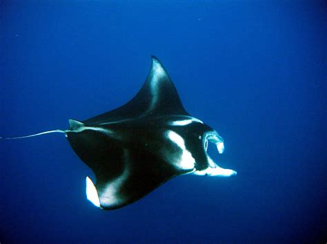 Swimming With Manta Rays in Fiji's Yasawa Islands