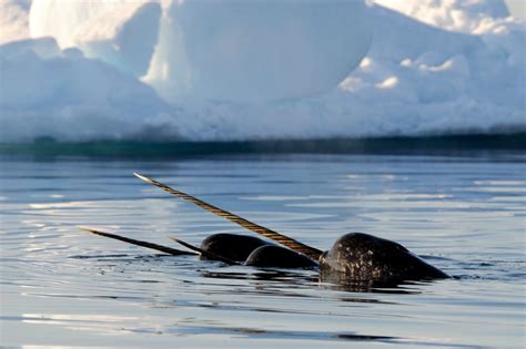 The Story Of A Migrating Narwhal - Arctic Kingdom