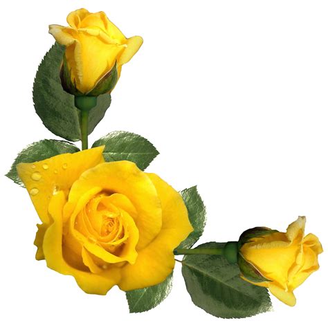 Free photo: Yellow roses - Anniversary, Romantic, Nature - Free Download - Jooinn