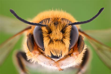 What's The Difference Between Bees & Wasps? | Bee Removal Experts