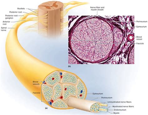 Sensory Nervous System - Organs and Functions