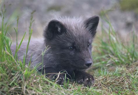 Chance to name one of the new Arctic Fox cubs