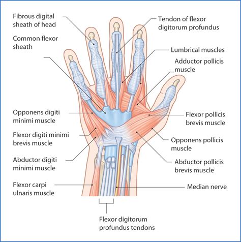 Hand Muscles | Basicmedical Key