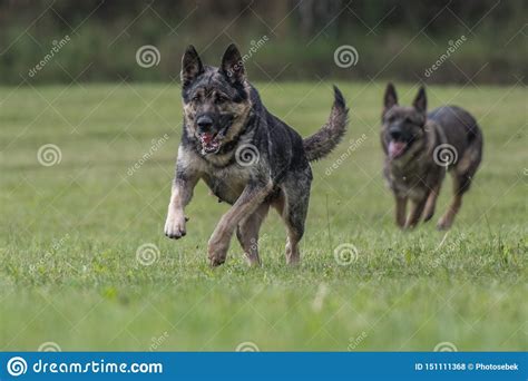 German Shepherd Jumping and Running in Late Summer Meadow Stock Photo - Image of active, mammal ...