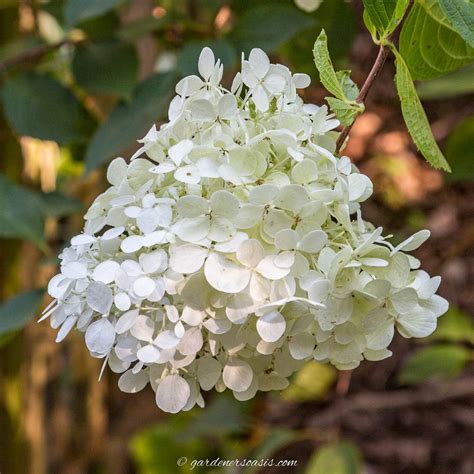 Types Of Hydrangeas (and How To Identify Them)