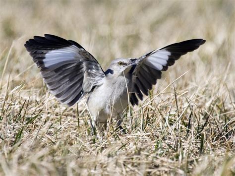 Northern Mockingbird - NestWatch