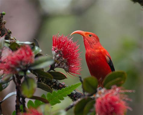 Keeping Hope Alive For Hawaii's Iiwi | All About Birds