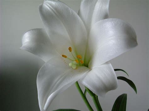 images of lily flowers | ... Collection: Wallpapers, Images ...