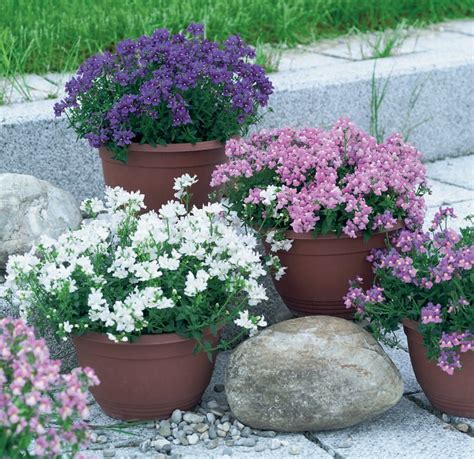 Best 10 Plants For A Small Container Garden – gardenpicsandtips.com