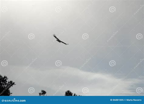 Vulture Silhouette Flying in the Sky Stock Image - Image of bird, catalonia: 86881005