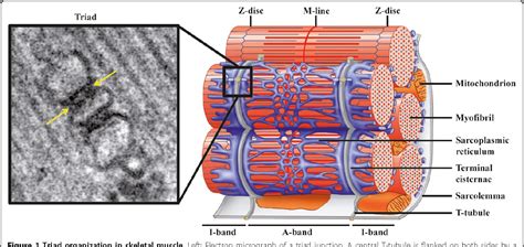 T-tubule biogenesis and triad formation in skeletal muscle and implication in human diseases ...