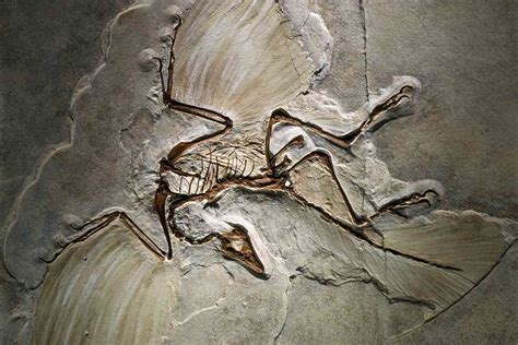 10 Facts About Archaeopteryx, the Famous 'Dino-Bird'