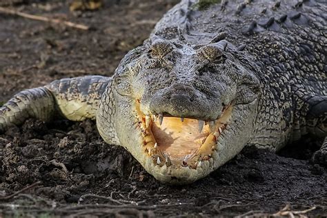 Saltwater Crocodile Facts: Animals of Oceania - WorldAtlas