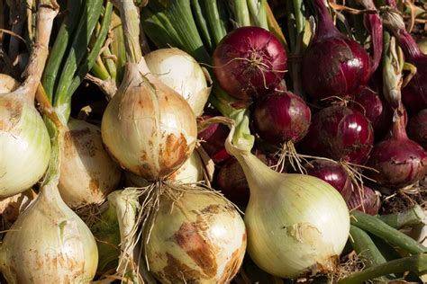 onion summary | Britannica