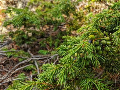 Juniperus Communis Green Berries – Hook Rifle & Spade