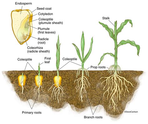 Diagram Of A Seedling