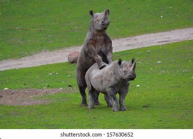 Rhino Mating: Over 253 Royalty-Free Licensable Stock Photos | Shutterstock