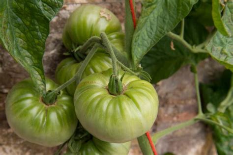 Hillbilly tomato: plant care & facts - Plantura