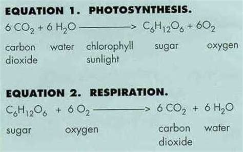 Photosynthesis And Respiration Equation