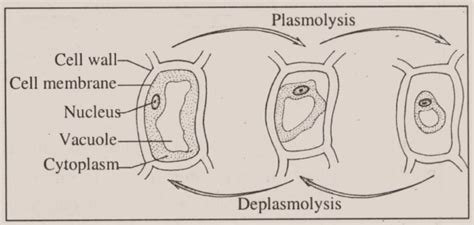 With the help of labelled diagrams describe the process plasmolysis in plants