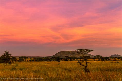 Best Tips for African Safari Photos - G Adventures