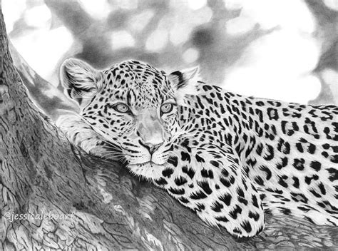 Graphite Drawings – Jessica Lebo Art