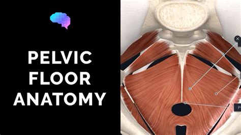 Pelvic Floor In Male And Female | Viewfloor.co