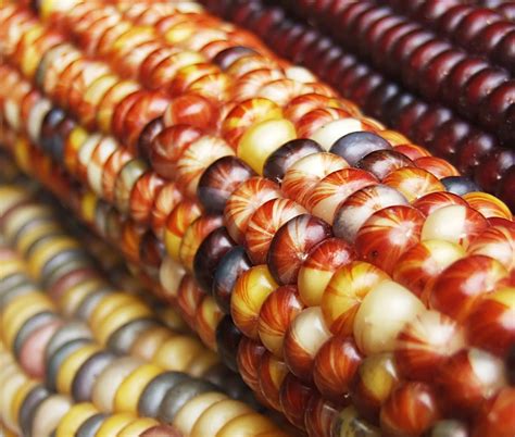 Harvest Corn Free Photo Download | FreeImages