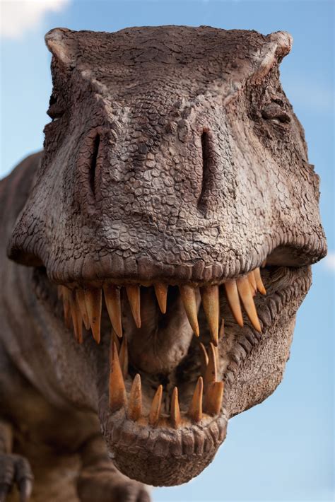 Tyrannosaurus Rex Free Stock Photo - Public Domain Pictures