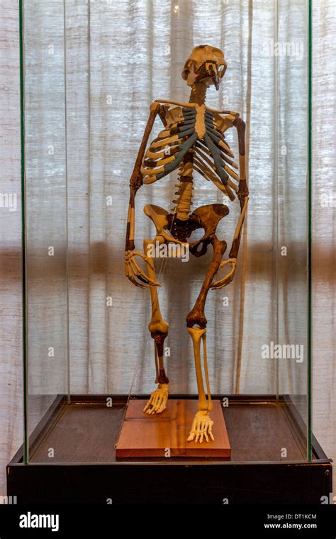 Skeleton of Lucy, National Museum, Addis Ababa, Ethiopia Stock Photo - Alamy