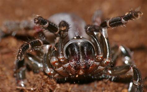 Trap Door Spider Biology