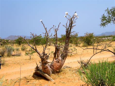 Flowering Thorny Tree Free Stock Photo - Public Domain Pictures