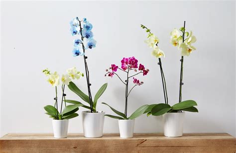 Phalaenopsis Orchid Care | Indoor Orchid Care | Plants.com