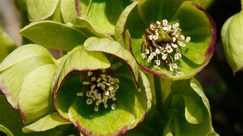 Stinking hellebore - info, planting, care and tips - live-native.com