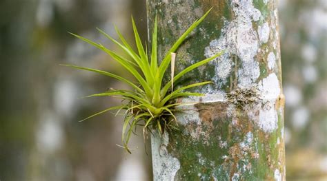 What Are Epiphytes? All About Epiphytic Plants and Their Care