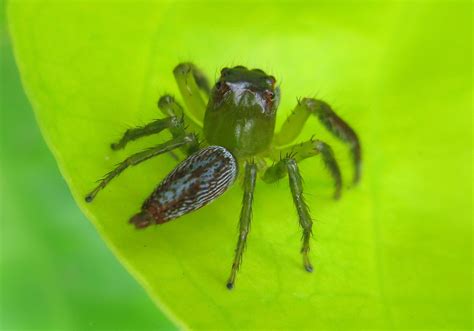 Jumping Spiders (Artabrus erythrocephalus) - Bali Wildlife