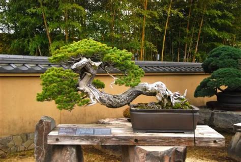 Bonsai Pruning: Why Do It and When?