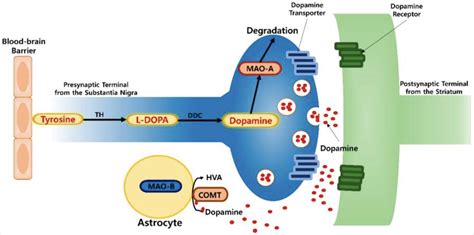 MAO-A and MAO-B: Neurotransmitter levels, genetics, and warrior gene studies