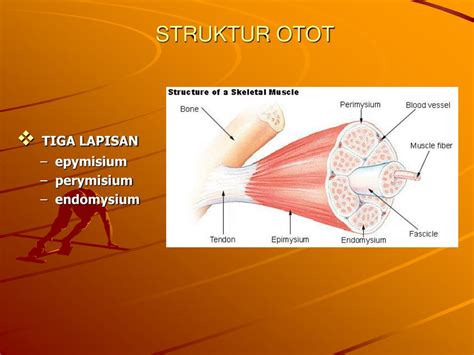 Populer Struktur Otot Rangka, Hewan Invertebrata