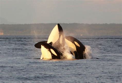 Orca pods put on a show as they play in the Salish Sea | Killer whales ...