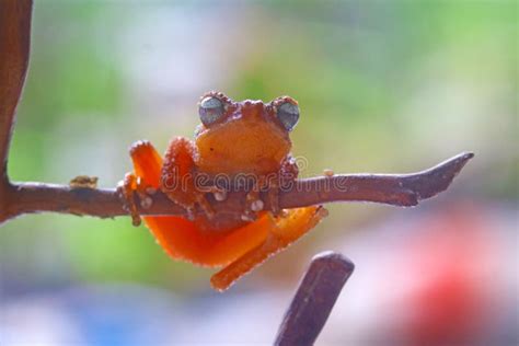 Pearly Tree Frog on Green Leaaves, Tree Frog on Leaves, Pearl Tree Frog Closeup, `Nyctixalus ...