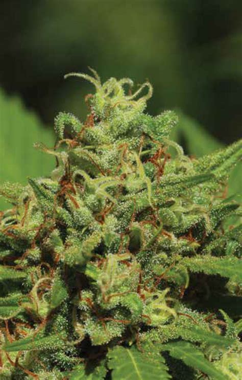 Fire OG – Plant Humboldt