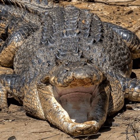 🔥 When Crocodiles get old they eventually stop regrowing teeth, leaving ...