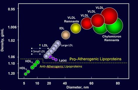 Lipoprotein function, types, lipoprotein-a test and lipoprotein lipase function