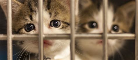 Caring for Orphaned Kittens | Women's Animal Center