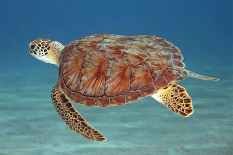 Shell Games | Cute and carefree, this green turtle let me sw… | Flickr