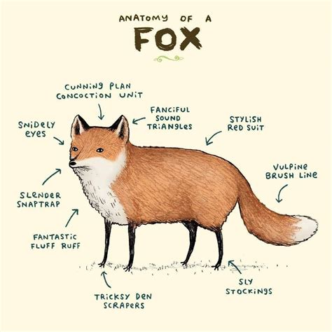 Anatomy of a Fox